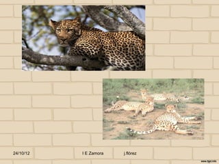 24/10/12   I E Zamora   j.flórez
 