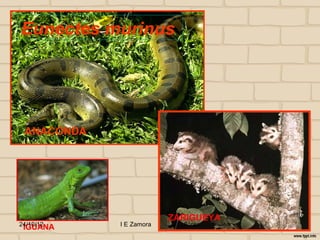 Eunectes murinus




 ANACONDA




                         ZARIGUEYA
24/10/12    I E Zamora     j.flórez
 IGUANA
 