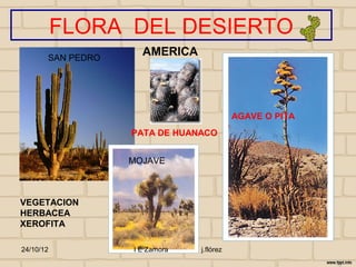 FLORA DEL DESIERTO
       SAN PEDRO
                     AMERICA




                                           AGAVE O PITA
                   PATA DE HUANACO


                   MOJAVE



VEGETACION
HERBACEA
XEROFITA

24/10/12           I E Zamora   j.flórez
 