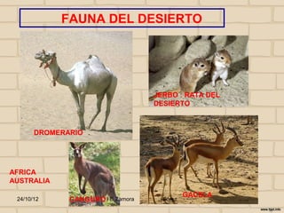 FAUNA DEL DESIERTO




                                   JERBO : RATA DEL
                                   DESIERTO



       DROMERARIO




AFRICA
AUSTRALIA
                                               GACELA
 24/10/12     CANGURO I E Zamora    j.flórez
 