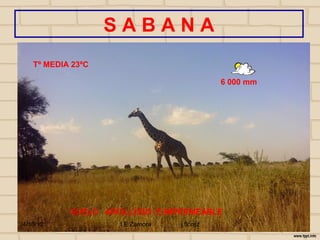 SABANA
    Tº MEDIA 23ºC

                                             6 000 mm




            SUELO ARCILLOSO E IMPERMEABLE
24/10/12             I E Zamora   j.flórez
 