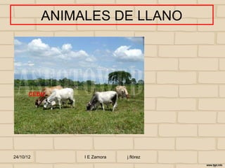 ANIMALES DE LLANO




       CEBU




24/10/12        I E Zamora   j.flórez
 