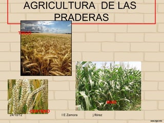 AGRICULTURA DE LAS
                PRADERAS
     TRIGO




                                              MAIZ

            CENTENO
24/10/12              I E Zamora   j.flórez
 