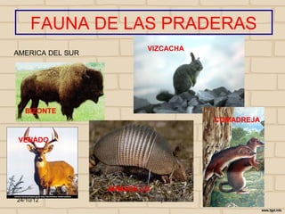 FAUNA DE LAS PRADERAS
                               VIZCACHA
AMERICA DEL SUR




  BIZONTE
                                             COMADREJA

 VENADO




                  ARMADILLO
24/10/12          I E Zamora      j.flórez
 