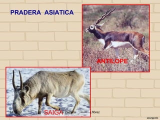 PRADERA ASIATICA




                                ANTILOPE




24/10/12   SAIGAE Zamora
               I           j.flórez
 