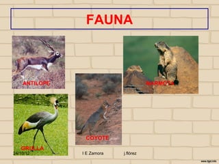 FAUNA



    ANTILOPE                           MARMOTA




                COYOTE
   GRULLA
24/10/12       I E Zamora   j.flórez
 