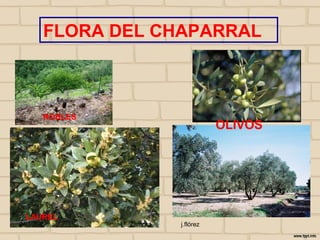 FLORA DEL CHAPARRAL



       ROBLES
                                        OLIVOS




  LAUREL
24/10/12        I E Zamora   j.flórez
 