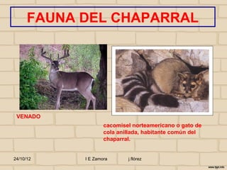 FAUNA DEL CHAPARRAL




 VENADO
                    cacomisel norteamericano o gato de
                    cola anillada, habitante común del
                    chaparral.


24/10/12    I E Zamora      j.flórez
 