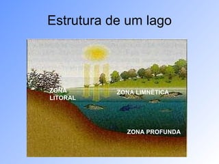 Estrutura de um lago ZONA LITORAL ZONA LIMNÉTICA ZONA PROFUNDA 
