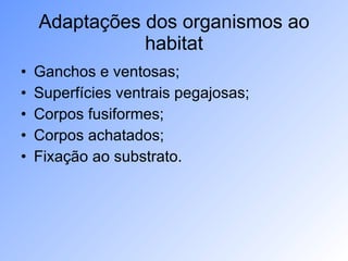 Adaptações dos organismos ao habitat Ganchos e ventosas; Superfícies ventrais pegajosas; Corpos fusiformes; Corpos achatados; Fixação ao substrato. 