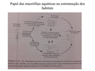 Papel das macrófitas aquáticas na estruturação dos
habitats
 