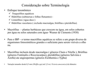 Consideração sobre Terminologia
• Enfoque taxonômico
 Traqueófitos aquáticos
 Hidrófitas (submersas e folhas flutuantes) -
 Limnófitos ( água doce )
 Hidrófitas vasculares ( exclusão macroalgas, briófitas e pteridofitas)
• Macrófitas – plantas herbáceas que crescem na água, em solos cobertos
por água ou solos saturados com água- Weaner & Clements (1938)
• Para o IBP – o termo macrófitas aquáticas se refere a um grupo diverso de
organismos fotossintéticos grandes o suficiente para serem visíveis a olho
nu.
• Macrófitas incluem desde macroalgas ( gêneros Chara e Nitella ), Briófitas
(gêneros Fontinalis e Riccciocarpus), pteridófitas (gêneros Salvinia e
Azolla) ate angiospermas (gêneros Eichhornia e Typha)
• Variação tamanho desde 0,5 mm (Wolffia spp) até 2,5 m ( Victoria amozonica) de diâmetro
 