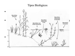 Tipos Biológicos
• Macrófitas emersas : plantas enraizadas no
sedimento e com folhas fora da água.
• Macrófitas com folhas flutuantes: plantas com
folhas flutuando na superfície da água e
conectadas aos rizomas e raízes através de
pecíolos longos e flexíveis.
• Submersas enraizadas: enraizadas no
sedimento que crescem totalmente sob a
superfície
 