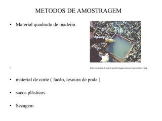 METODOS DE AMOSTRAGEM
• Material quadrado de madeira.
• http://ecologia.ib.usp.br/portal/images/stories//macrofitas51.jpg
• material de corte ( facão, tesoura de poda ).
• sacos plásticos
• Secagem
 