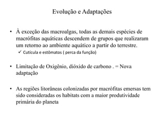 Evolução e Adaptações
• À exceção das macroalgas, todas as demais espécies de
macrófitas aquáticas descendem de grupos que realizaram
um retorno ao ambiente aquático a partir do terrestre.
 Cutícula e estômatos ( perca da função)
• Limitação de Oxigênio, dióxido de carbono . = Nova
adaptação
• As regiões litorâneas colonizadas por macrófitas emersas tem
sido consideradas os habitats com a maior produtividade
primária do planeta
 