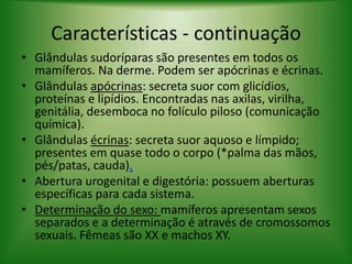 Características - continuação
• Glândulas sudoríparas são presentes em todos os
mamíferos. Na derme. Podem ser apócrinas e écrinas.
• Glândulas apócrinas: secreta suor com glicídios,
proteínas e lipídios. Encontradas nas axilas, virilha,
genitália, desemboca no folículo piloso (comunicação
química).
• Glândulas écrinas: secreta suor aquoso e límpido;
presentes em quase todo o corpo (*palma das mãos,
pés/patas, cauda).
• Abertura urogenital e digestória: possuem aberturas
específicas para cada sistema.
• Determinação do sexo: mamíferos apresentam sexos
separados e a determinação é através de cromossomos
sexuais. Fêmeas são XX e machos XY.
 