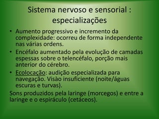 Sistema nervoso e sensorial :
especializações
• Aumento progressivo e incremento da
complexidade: ocorreu de forma independente
nas várias ordens.
• Encéfalo aumentado pela evolução de camadas
espessas sobre o telencéfalo, porção mais
anterior do cérebro.
• Ecolocação: audição especializada para
navegação. Visào insuficiente (noite/águas
escuras e turvas).
Sons produzidos pela laringe (morcegos) e entre a
laringe e o espiráculo (cetáceos).
 