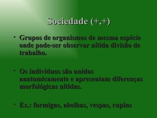 Sociedade (+,+) Grupos de organismos de mesma espécie onde pode-ser observar nítida divisão de trabalho. Os indivíduos são unidos anatomicamente e apresentam diferenças morfológicas nítidas. Ex.: formigas, abelhas, vespas, cupins 