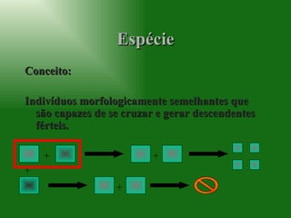 Espécie Conceito:  Indivíduos morfologicamente semelhantes que são capazes de se cruzar e gerar descendentes férteis. + + + + 
