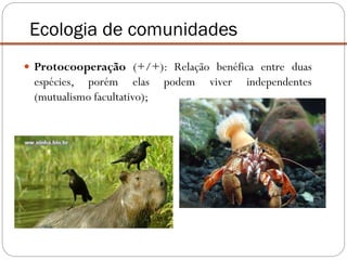 Ecologia de comunidades
 Protocooperação (+/+): Relação benéfica entre duas
espécies, porém elas podem viver independentes
(mutualismo facultativo);
 