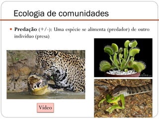  Predação (+/-): Uma espécie se alimenta (predador) de outro
indivíduo (presa)
Ecologia de comunidades
Vídeo
 