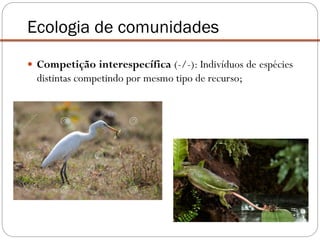  Competição interespecífica (-/-): Indivíduos de espécies
distintas competindo por mesmo tipo de recurso;
Ecologia de comunidades
 