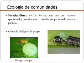  Parasitoidismo (+/-): Relação em que uma espécie
(parasitóide) parasita outro parasita (o parasitóide mata o
parasita);
 Controle biológico de pragas
Ecologia de comunidades
Trichogramma spp.
 