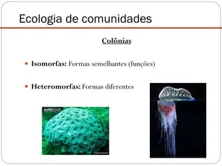 Colônias
 Isomorfas: Formas semelhantes (funções)
 Heteromorfas: Formas diferentes
Ecologia de comunidades
 