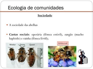 Sociedade
 A sociedade das abelhas
 Castas sociais: operária (fêmea estéril), zangão (macho
haploide) e rainha (fêmea fértil);
Ecologia de comunidades
Geleia real
 