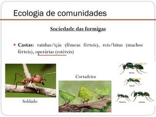 Sociedade das formigas
 Castas: rainhas/içás (fêmeas férteis), reis/bitus (machos
férteis), operárias (estéreis)
Ecologia de comunidades
Soldado
Cortadeira
 
