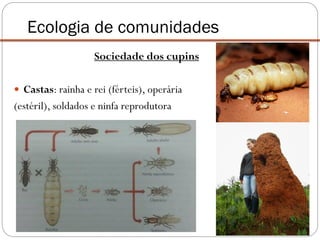 Sociedade dos cupins
 Castas: rainha e rei (férteis), operária
(estéril), soldados e ninfa reprodutora
Ecologia de comunidades
 