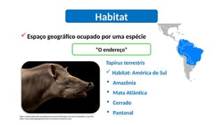 Habitat
Espaço geográfico ocupado por uma espécie
https://upload.wikimedia.org/wikipedia/commons/8/88/Tapirus_terrestris_distribution_map.PNG
https://www.nationalgeographicbrasil.com/animais/mamiferos/anta
Tapirus terrestris
 Habitat: América do Sul
 Amazônia
 Mata Atlântica
 Cerrado
 Pantanal
“O endereço”
 