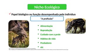 Nicho Ecológico
Papel biológico ou função desempenhada pelo indivíduo
“A profissão”
 Alimentação
 Reprodução
 Cuidado com a prole
 Hábitos de vida
 Predadores
 etc
https://i.pinimg.com/originals/ec/b8/3a/ecb83a3d2e0a07d310e21e14f75bbd48.jpg
https://s2.glbimg.com/CY-7eDftdt8pkLkbn4pyG4yb790=/620x465/s2.glbimg.com/W931z54dDa8JzOjTkwwKe8b6xuo=/620x465/s.glbimg.com/jo/g1/f/original/2016/05/05/antamacho.jpg
 