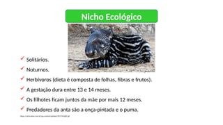 Nicho Ecológico
 Solitários.
 Noturnos.
 Herbívoros (dieta é composta de folhas, fibras e frutos).
 A gestação dura entre 13 e 14 meses.
 Os filhotes ficam juntos da mãe por mais 12 meses.
 Predadores da anta são a onça-pintada e o puma.
https://catracalivre.com.br/wp-content/uploads/2017/04/gif2.gif
 