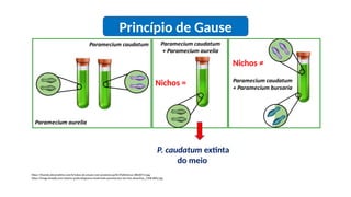 Princípio de Gause
https://thumbs.dreamstime.com/b/tubos-de-ensaio-com-produtos-qu%C3%ADmicos-38628713.jpg
https://image.freepik.com/vetores-gratis/diagrama-mostrando-paramecium-em-tres-desenhos_1308-6862.jpg
Nichos =
Nichos ≠
P. caudatum extinta
do meio
 