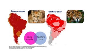 Puma concolor Panthera onca
http://3.bp.blogspot.com/-OlthIhoHE7A/VC2mxLKm6tI/AAAAAAAAAWU/OaqHLQ5t3is/s1600/Sem%2Bt%C3%ADtulo.jpg
https://cdn.thinglink.me/api/image/797124088702173185/1240/10/scaletowidth
https://www.oeco.org.br/wp-content/uploads/2015/11/on%C3%A7a1.jpg
 