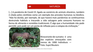 [...] A pandemia de Covid-19, ligada ao comércio de animais silvestres, também
é citada pelos cientistas como um exemplo das pressões humanas na biosfera.
"Não há dúvida, por exemplo, de que haverá mais pandemias se continuarmos
destruindo habitats e trocando a vida selvagem pelo consumo humano na
forma de alimento e remédios tradicionais. É algo que a humanidade não pode
permitir, pois pode ser um ponto de inflexão para o colapso da civilização."
https://g1.globo.com/natureza/noticia/2020/06/02/sexta-extincao-em-massa-esta-em-andamento-e-ameaca-civilizacao-diz-estudo.ghtml
Rinoceronte-de-sumatra é uma
das espécies ameaçadas com
menos de 1000 indivíduos —
Foto: Supri/Reuters
 