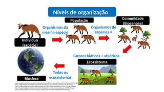https://inspirarte.art.br/cdn/posts/e190ad036bdc44f5a5c7806774460b3eb9f9ba4633104a37a2bd349224580883.jpeg
https://image.freepik.com/vetores-gratis/arvore-de-ilustracao-para-desenhos-animados_46176-142.jpg
https://image.freepik.com/vetores-gratis/ilustracao-de-cobra-realista-desenhada-de-mao_23-2148119888.jpg
https://image.freepik.com/vetores-gratis/estilo-de-desenho-animado-natureza-paisagem_107988-260.jpg
https://static.escolakids.uol.com.br/conteudo_legenda/d9e75c05e9bde5d306d8a643332407ba.jpg
Indivíduo
(espécie)
População
Organismos da
mesma espécie
Comunidade
(Biocenose)
Organismos de
espécies ≠
Ecossistema
Fatores bióticos + abióticos
Biosfera
Todos os
ecossistemas
Níveis de organização
 