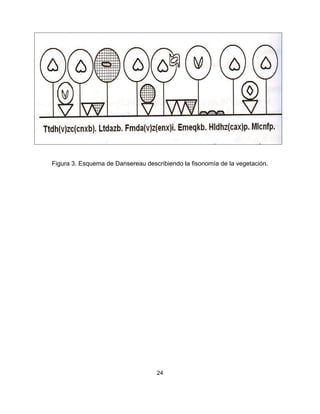 24
Figura 3. Esquema de Dansereau describiendo la fisonomía de la vegetación.
 