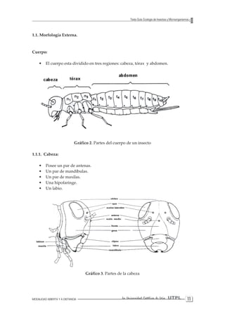 MODALIDAD ABIERTA Y A DISTANCIA La Universidad Católica de Loja UTPL 11 
Texto Guía: Ecología de Insectos y Microorganismos 
1.1. Morfología Externa. 
Cuerpo: 
• El cuerpo esta dividido en tres regiones: cabeza, tórax y abdomen. 
Gráfico 2. Partes del cuerpo de un insecto 
1.1.1. Cabeza: 
• Posee un par de antenas. 
• Un par de mandíbulas. 
• Un par de maxilas. 
• Una hipofaringe. 
• Un labio. 
Gráfico 3. Partes de la cabeza  