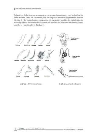 12 UTPL La Universidad Católica de Loja MODALIDAD ABIERTA Y A DISTANCIA 
Texto Guía: Ecología de Insectos y Microorganismos 
En la cabeza de los insectos se encuentran estructuras determinantes para la clasificación de los mismos, como son las antenas, que son un par de apéndices segmentados móviles (Gráfico 4) y las piezas bucales, compuestas por tres partes notables: las mandíbulas, las maxilas y el labio. Estas estructuras forman tres aparatos bucales como son: masticadores, lamedores y succionadores (Gráfico 5). 
Gráfico 4. Tipos de antenas Gráfico 5. Aparatos bucales  