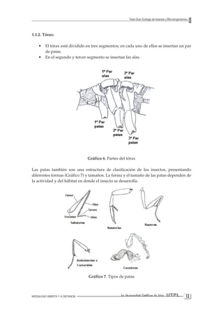 MODALIDAD ABIERTA Y A DISTANCIA La Universidad Católica de Loja UTPL 13 
Texto Guía: Ecología de Insectos y Microorganismos 
1.1.2. Tórax: 
• El tórax está dividido en tres segmentos; en cada uno de ellos se insertan un par de patas. 
• En el segundo y tercer segmento se insertan las alas. 
Gráfico 6. Partes del tórax 
Las patas también son una estructura de clasificación de los insectos, presentando diferentes formas (Gráfico 7) y tamaños. La forma y el tamaño de las patas dependen de la actividad y del hábitat en donde el insecto se desarrolla. 
Gráfico 7. Tipos de patas  