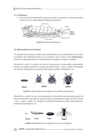 14 UTPL La Universidad Católica de Loja MODALIDAD ABIERTA Y A DISTANCIA 
Texto Guía: Ecología de Insectos y Microorganismos 
1.1.3. Abdomen: 
• En esta parte encontramos los órganos sexuales, ovopositores y otras estructuras como los cercos, dependiendo del grupo de insectos. 
Gráfico 8. Partes del abdomen 
1.2. Metamorfosis en los Insectos 
La mayoría de los insectos cambian de forma durante su fase juvenil hasta convertirse en adultos, estas diferentes formas, no son iguales; esto se conoce como metamorfosis. Existen dos tipos principales de metamorfosis: incompleta o simple y completa. 
Metamorfosis simple o incompleta, las alas (si las presentan) se desarrollan externamente durante los estados inmaduros y siguen este orden: huevo – ninfa – adulto. Por ejemplo: los chinches (Hemiptera), cucarachas (Dyctioptera), grillos (Orthoptera), etc. 
Gráfico 9. Metamorfosis incompleta de un chinche (Hemiptera) 
Metamorfosis completa, las alas (si las presentan) se desarrollan internamente durante los estados inmaduros, los insectos que presentan esta metamorfosis sigue el orden: huevo – larva – pupa – adulto. Por ejemplo: escarabajos (Coleoptera), abejas (Hymenoptera), mariposas (Lepidoptera), etc. 
Gráfico 10. Metamorfosis completa de un mosco (Diptera)  