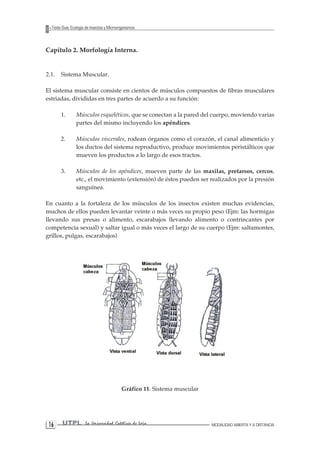 1 UTPL La Universidad Católica de Loja MODALIDAD ABIERTA Y A DISTANCIA 6 
Texto Guía: Ecología de Insectos y Microorganismos 
Capítulo 2. Morfología Interna. 
2.1. Sistema Muscular. 
El sistema muscular consiste en cientos de músculos compuestos de fibras musculares estriadas, divididas en tres partes de acuerdo a su función: 
1. Músculos esqueléticos, que se conectan a la pared del cuerpo, moviendo varias partes del mismo incluyendo los apéndices. 
2. Músculos viscerales, rodean órganos como el corazón, el canal alimenticio y los ductos del sistema reproductivo, produce movimientos peristálticos que mueven los productos a lo largo de esos tractos. 
3. Músculos de los apéndices, mueven parte de las maxilas, pretarsos, cercos, etc., el movimiento (extensión) de éstos pueden ser realizados por la presión sanguínea. 
En cuanto a la fortaleza de los músculos de los insectos existen muchas evidencias, muchos de ellos pueden levantar veinte o más veces su propio peso (Ejm: las hormigas llevando sus presas o alimento, escarabajos llevando alimento o contrincantes por competencia sexual) y saltar igual o más veces el largo de su cuerpo (Ejm: saltamontes, grillos, pulgas, escarabajos) 
Gráfico 11. Sistema muscular  