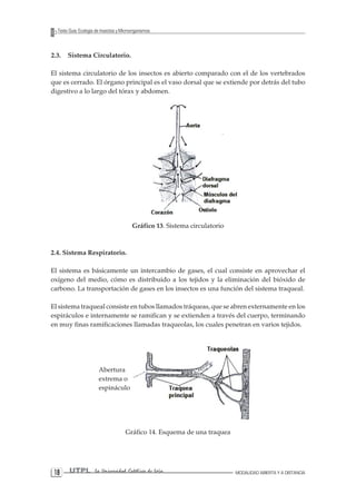 1 UTPL La Universidad Católica de Loja MODALIDAD ABIERTA Y A DISTANCIA 8 
Texto Guía: Ecología de Insectos y Microorganismos 
2.3. Sistema Circulatorio. 
El sistema circulatorio de los insectos es abierto comparado con el de los vertebrados que es cerrado. El órgano principal es el vaso dorsal que se extiende por detrás del tubo digestivo a lo largo del tórax y abdomen. 
Gráfico 13. Sistema circulatorio 
2.4. Sistema Respiratorio. 
El sistema es básicamente un intercambio de gases, el cual consiste en aprovechar el oxígeno del medio, cómo es distribuido a los tejidos y la eliminación del bióxido de carbono. La transportación de gases en los insectos es una función del sistema traqueal. 
El sistema traqueal consiste en tubos llamados tráqueas, que se abren externamente en los espiráculos e internamente se ramifican y se extienden a través del cuerpo, terminando en muy finas ramificaciones llamadas traqueolas, los cuales penetran en varios tejidos. 
Gráfico 14. Esquema de una traquea 
Abertura 
extrema o 
espináculo  