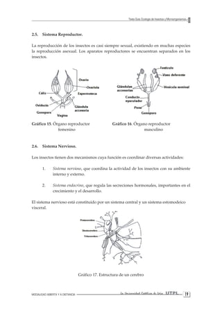MODALIDAD ABIERTA Y A DISTANCIA La Universidad Católica de Loja UTPL 19 
Texto Guía: Ecología de Insectos y Microorganismos 
2.5. Sistema Reproductor. 
La reproducción de los insectos es casi siempre sexual, existiendo en muchas especies la reproducción asexual. Los aparatos reproductores se encuentran separados en los insectos. 
Gráfico 15. Órgano reproductor Gráfico 16. Órgano reproductor femenino masculino 
2.6. Sistema Nervioso. 
Los insectos tienen dos mecanismos cuya función es coordinar diversas actividades: 
1. Sistema nervioso, que coordina la actividad de los insectos con su ambiente interno y externo. 
2. Sistema endocrino, que regula las secreciones hormonales, importantes en el crecimiento y el desarrollo. 
El sistema nervioso está constituido por un sistema central y un sistema estomodeico visceral. 
Gráfico 17. Estructura de un cerebro  