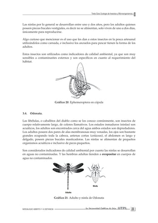 MODALIDAD ABIERTA Y A DISTANCIA La Universidad Católica de Loja UTPL 23 
Texto Guía: Ecología de Insectos y Microorganismos 
Las ninfas por lo general se desarrollan entre uno y dos años, pero los adultos quienes poseen piezas bucales vestigiales, es decir no se alimentan, solo viven de uno a dos días, únicamente para reproducirse. 
Algo curioso que mencionar es el uso que les dan a estos insectos en la pesca artesanal utilizándolos como carnada, e inclusive los anzuelos para pescar tienen la forma de los adultos. 
Estos insectos son utilizados como indicadores de calidad ambiental, ya que son muy sensibles a contaminantes externos y son específicos en cuanto al requerimiento del hábitat. 
Gráfico 20. Ephemeroptera en cópula 
3.4. Odonata. 
Las libélulas, o caballitos del diablo como se los conoce comúnmente, son insectos de cuerpo relativamente largo, de colores llamativos. Los estados inmaduros (ninfas) son acuáticos, los adultos son encontrados cerca del agua ambos estados son depredadores. Los adultos poseen dos pares de alas membranosas muy venadas, los ojos son bastante grandes ocupando toda la cabeza, antenas cortas (cetáceas), el abdomen es largo y delgado, poseen piezas bucales masticadoras. Las ninfas se alimentan de pequeños organismos acuáticos e inclusive de peces pequeños. 
Son considerados indicadores de calidad ambiental por cuanto las ninfas se desarrollan en aguas no contaminadas. Y las hembras adultas tienden a ovopositar en cuerpos de agua no contaminados. 
Gráfico 21. Adulto y ninfa de Odonata  