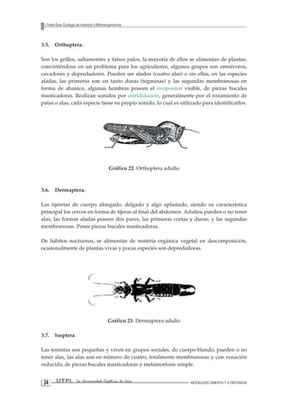 24 UTPL La Universidad Católica de Loja MODALIDAD ABIERTA Y A DISTANCIA 
Texto Guía: Ecología de Insectos y Microorganismos 
3.5. Orthoptera. 
Son los grillos, saltamontes y falsos palos, la mayoría de ellos se alimentan de plantas, convirtiéndose en un problema para los agricultores, algunos grupos son omnívoros, cavadores y depredadores. Pueden ser alados (cuatro alas) o sin ellas, en las especies aladas, las primeras son un tanto duras (tegminas) y las segundas membranosas en forma de abanico, algunas hembras poseen el ovopositor visible, de piezas bucales masticadoras. Realizan sonidos por estridulación, generalmente por el rozamiento de patas o alas, cada especie tiene su propio sonido, lo cual es utilizado para identificarlos. 
Gráfico 22. Orthoptera adulto 
3.6. Dermaptera. 
Las tijeretas de cuerpo alongado, delgado y algo aplastado, siendo su característica principal los cercos en forma de tijeras al final del abdomen. Adultos pueden o no tener alas, las formas aladas poseen dos pares, las primeras cortas y duras; y las segundas membranosas. Posee piezas bucales masticadoras. 
De hábitos nocturnos, se alimentan de materia orgánica vegetal en descomposición, ocasionalmente de plantas vivas y pocas especies son depredadoras. 
Gráfico 23. Dermaptera adulto 
3.7. Isoptera. 
Las termitas son pequeñas y viven en grupos sociales, de cuerpo blando, pueden o no tener alas, las alas son en número de cuatro, totalmente membranosas y con venación reducida, de piezas bucales masticadoras y metamorfosis simple.  