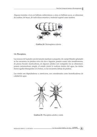 MODALIDAD ABIERTA Y A DISTANCIA La Universidad Católica de Loja UTPL 25 
Texto Guía: Ecología de Insectos y Microorganismos 
Algunas termitas viven en hábitats subterráneos y otras en hábitats secos, se alimentan de exubias, de heces, de individuos muertos y material vegetal como madera. 
Gráfico 24. Dermaptera colonia 
3.8. Plecoptera. 
Las moscas de la piedra son de tamaño mediano a pequeño, de cuerpo blando aplastado se las encuentra en piedras cerca de ríos o lagunas, poseen cuatro alas membranosas, de piezas bucales masticadoras, en algunos adultos son vestigiales (no se alimentan), poseen metamorfosis simple, el estado ninfal lo realizan dentro del agua, las ninfas tienen agallas blanquéales en el tórax, se las encuentra debajo de piedras. 
Las ninfas son depredadoras u omnívoras, son consideradas como bioindicadoras de calidad de agua. 
Gráfico 25. Plecoptera adulto y ninfa  