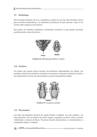 2 UTPL La Universidad Católica de Loja MODALIDAD ABIERTA Y A DISTANCIA 6 
Texto Guía: Ecología de Insectos y Microorganismos 
3.9. Mallophaga. 
Son los piojos parásitos de aves y mamíferos, siendo las aves las más afectadas, tienen piezas bucales masticadoras y se alimentan de pedazos de pelo, plumas o piel, no se conoce sobre ataques al ser humano. 
Son pestes de animales domésticos causándoles irritación, lo que puede ocasionar posteriormente serias infecciones. 
Gráfico 26. Mallophaga hábitat y adulto 
3.10. Anoplura. 
Los piojos que poseen piezas bucales succionadoras alimentándose de sangre, son parásitos externos de mamíferos incluido el ser humano. Ocasionan irritación a la piel y son importantes vectores de enfermedades y tienen metamorfosis simple. 
Gráfico 27. Anoplura adultos 
3.11. Thysanoptera. 
Los trips son pequeños insectos de cuerpo blando y delgado. Las alas pueden o no estar presentes, son en número de cuatro, largas y angostas con pocas venas y poseen vellosidades a manera de flecos. De piezas bucales masticadoras. La metamorfosis es combinada simple y completa.  